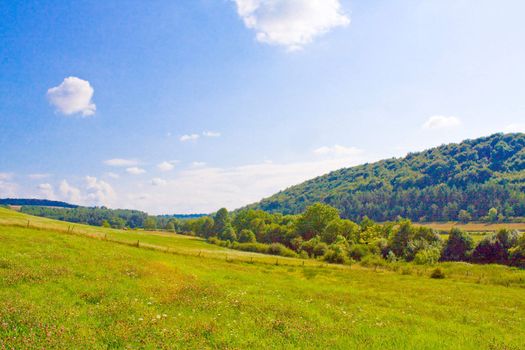 Idyllic meadow in summer