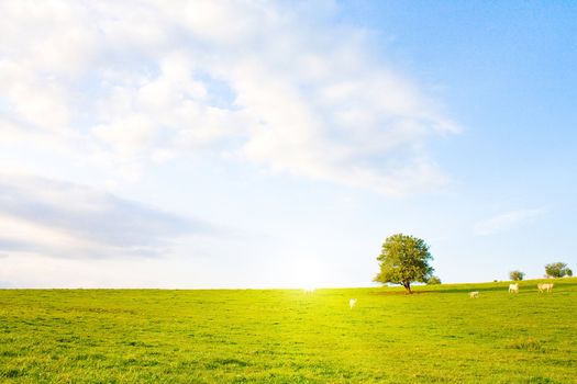 Idyllic lawn with tree in summer