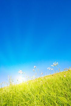 Idyllic lawn with sunlight