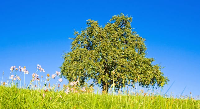 Idyllic meadow with tree