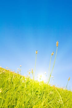 Idyllic lawn with sunlight