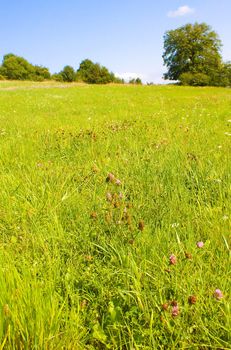 Idyllic meadow in summer