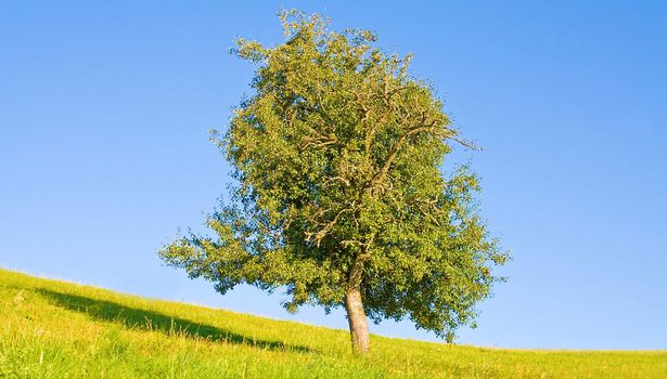 Idyllic meadow with tree