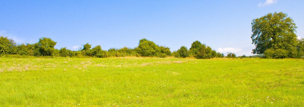 Idyllic meadow in summer