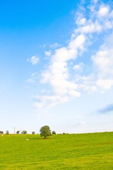 Idyllic meadow with tree