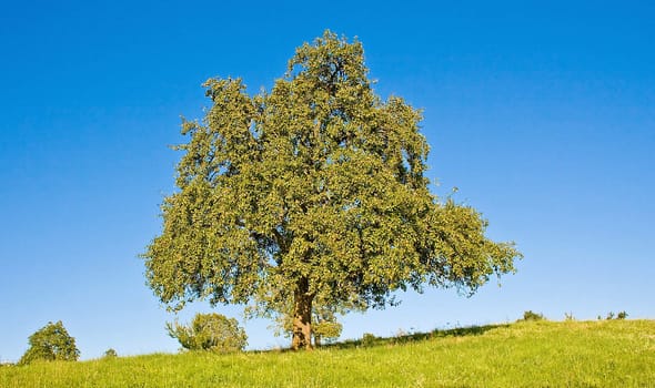 Idyllic meadow with tree