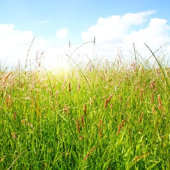 Idyllic lawn with sunlight