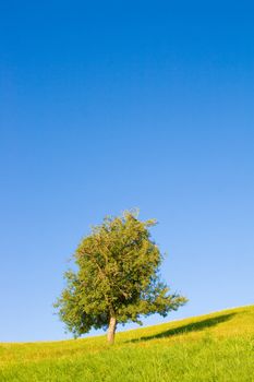 Idyllic meadow with tree