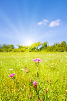 Idyllic lawn with sunlight in summer