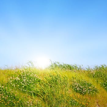 Idyllic lawn with sunlight