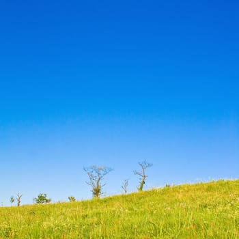 Idyllic meadow with tree