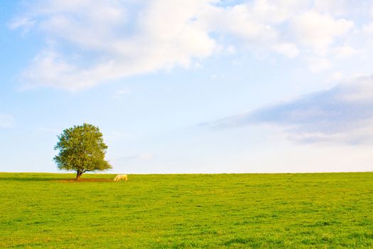 Idyllic meadow with tree