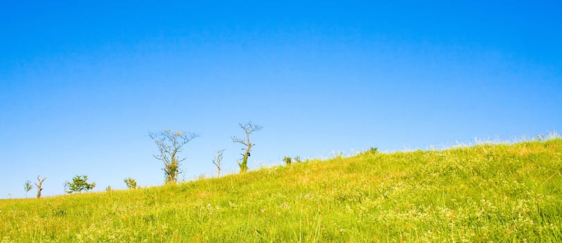 Idyllic meadow with tree