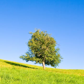 Idyllic meadow with tree