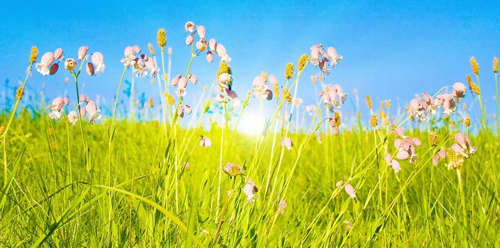 Idyllic lawn with sunlight