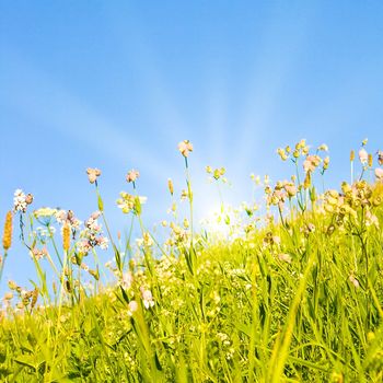 Idyllic lawn with sunlight