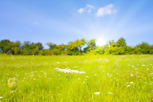 Idyllic lawn with sunlight in summer