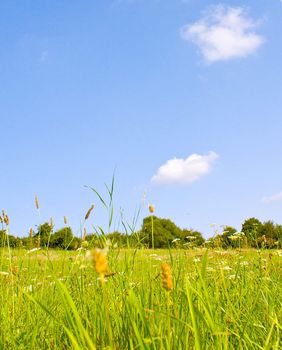 Idyllic meadow in summer