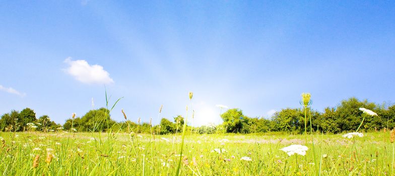 Idyllic lawn with sunlight in summer