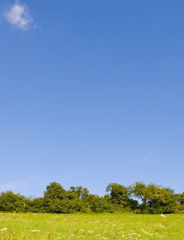 Idyllic meadow in summer