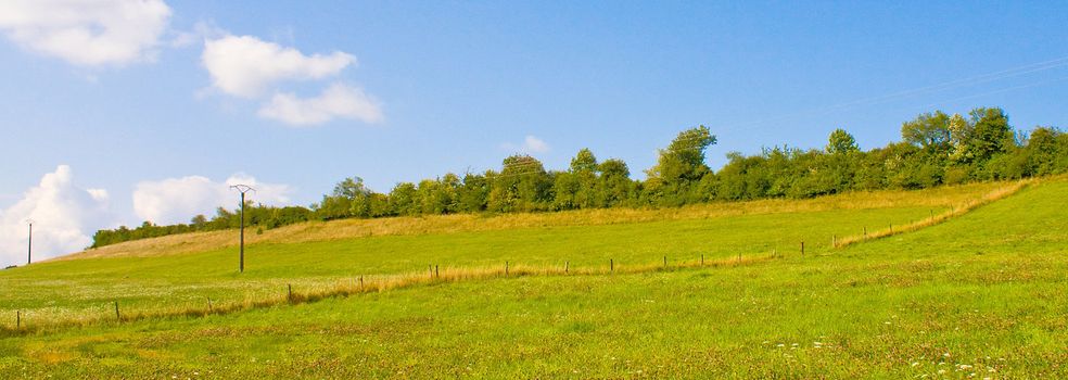 Idyllic meadow in summer