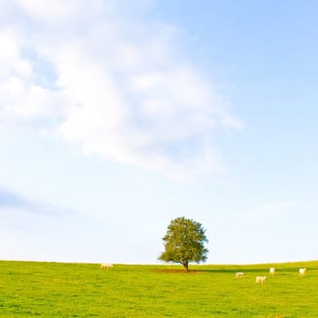 Idyllic meadow with tree