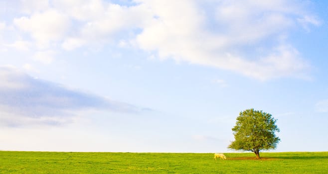 Idyllic meadow with tree