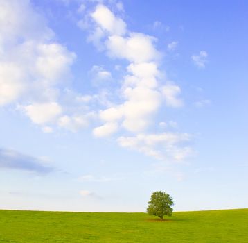 Idyllic meadow with tree