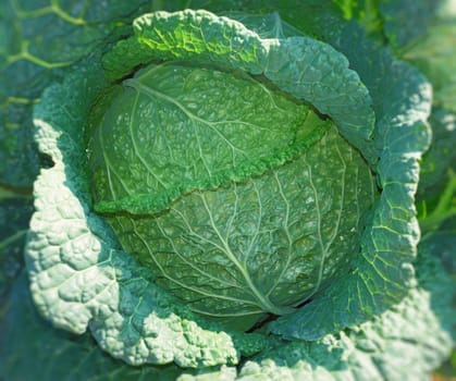 Close up of a savoy cabbage head.