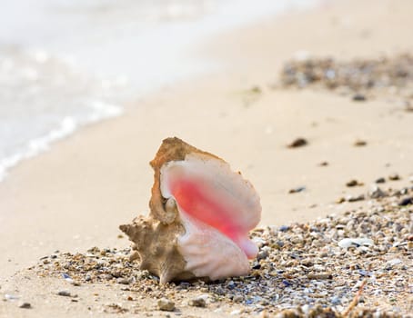 Conch shell on beach