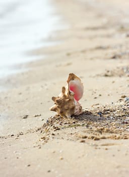 Conch shell on beach