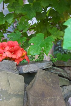 macro photo of the sour grapes in summer garden