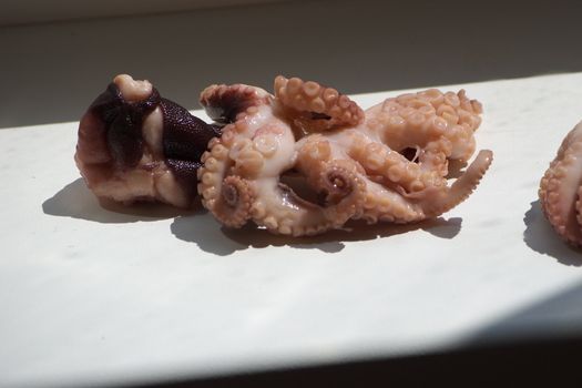 macro photo of the octopus caughted seaborne