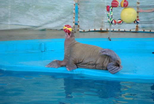 photo of the walrus playing with ball