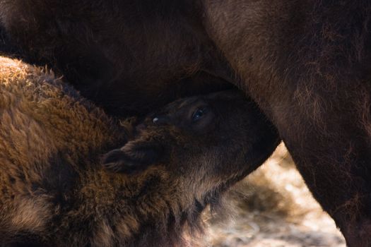 Female bisoncalf drinking milk with her mother on sunny day in summer