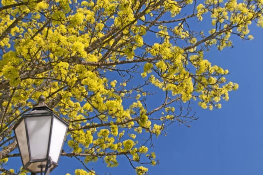 Norway maple blooming with lantern