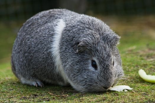 Grey and white Guinea pig or Cavy sitting on grass and eating salad leaves