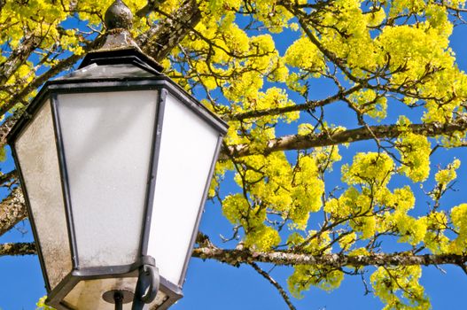 Norway maple blooming with lantern
