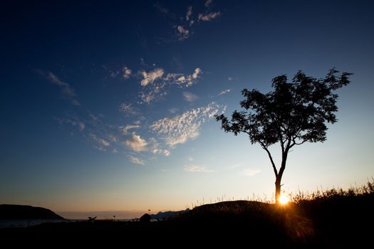 A tree silhouette against a sunset and ocean background