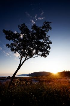 A tree silhouette against a sunset and ocean background