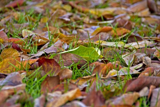 Autumn is coming with all the leaves on the garden