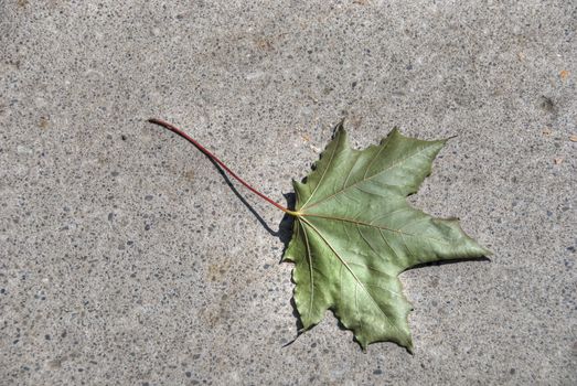 A leaf on a Toronto street, Canada