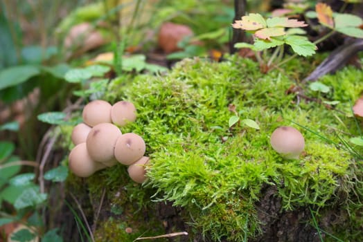 macro photo of the mushrooms in autumn forest