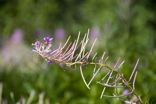 A flowers in a Tadoussac field, Quebec