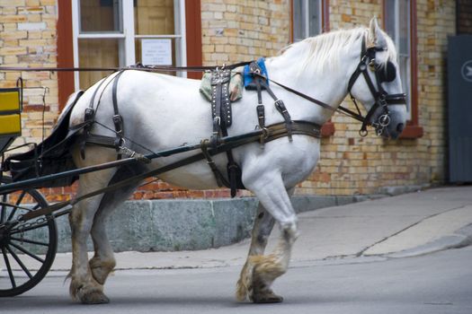 A horse in Quebec City, Canada