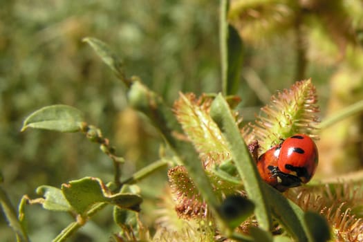 Two ladybugs in love just outside Yellowstone National park