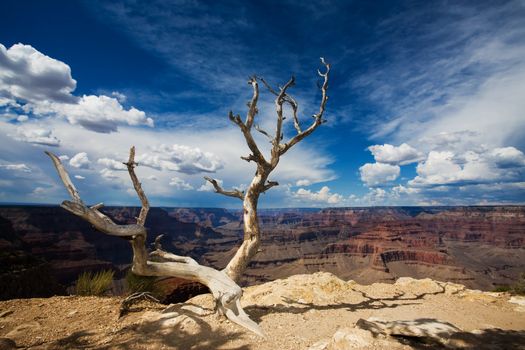 Dead Tree at Edge of the Grand Canyon