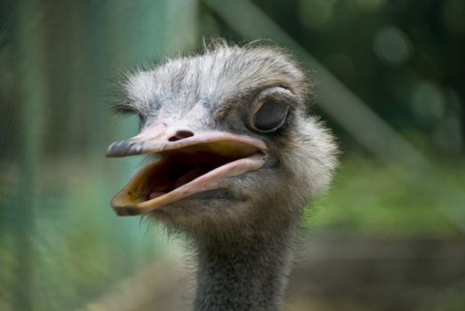 A not so happy Ostrich in Kuala Lumpur Bird Park