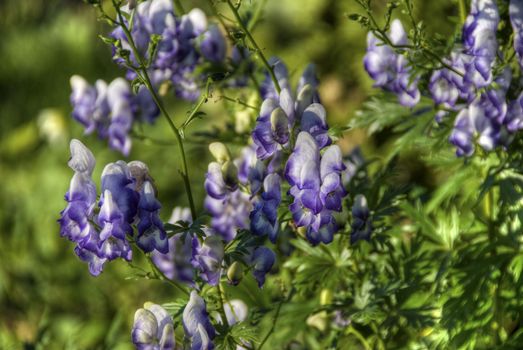 Detail of flowers in the wood of Tadoussac, Quebec