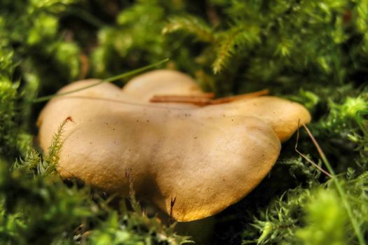 A edible yellow mushroom found in an Italian Wood